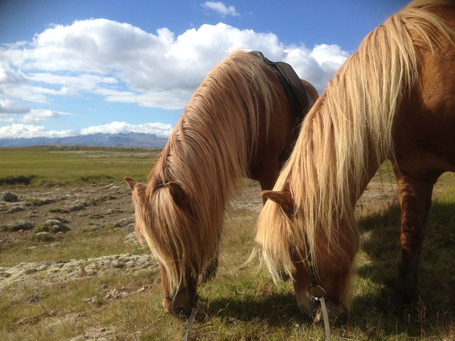 „Í rétti Evrópusambandsins falla lifandi dýr undir hugtakið „vara“ í skilningi sáttmálans. Evrópudómstóllinn hefur skilgreint hugtakið vítt sem vörur sem hægt er að meta til fjár og eru viðfang verslunar. Lifandi dýr falla augljóslega þar undir og lúta því reglum um frjálsa vöruflutninga samkvæmt 34. og 35. grein TFEU.“
