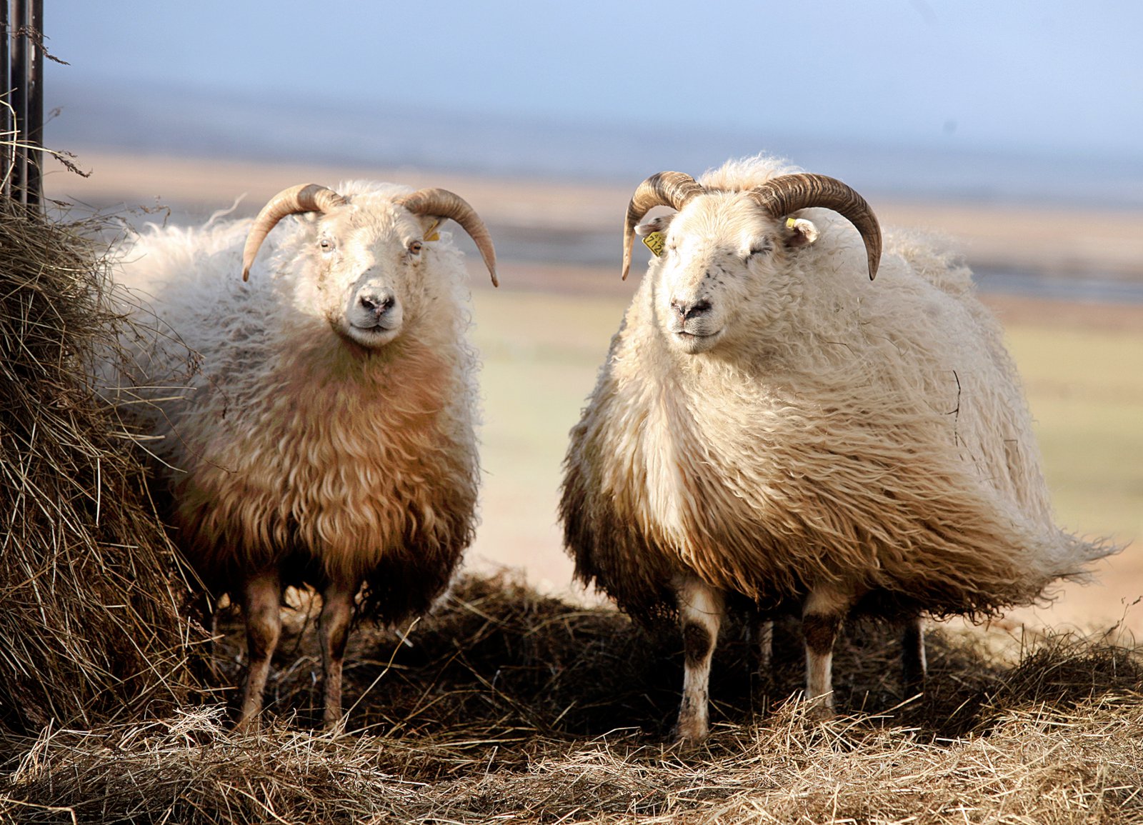 Erfðabreytt fóður bannað í íslenskri sauðfjárrækt