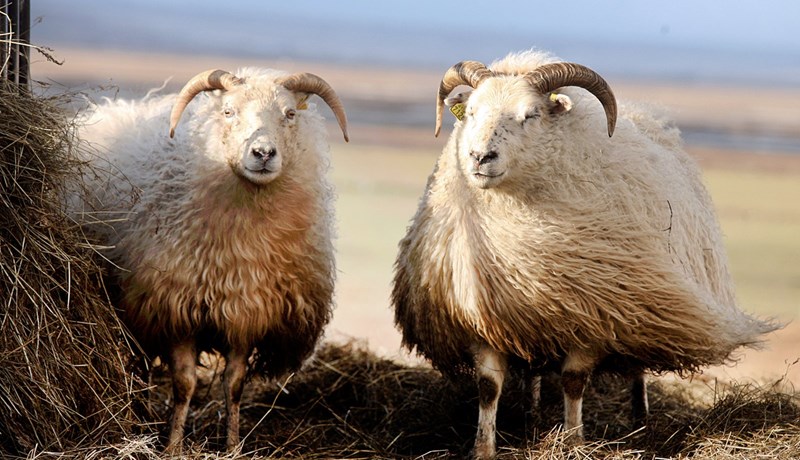 Erfðabreytt fóður bannað í íslenskri sauðfjárrækt