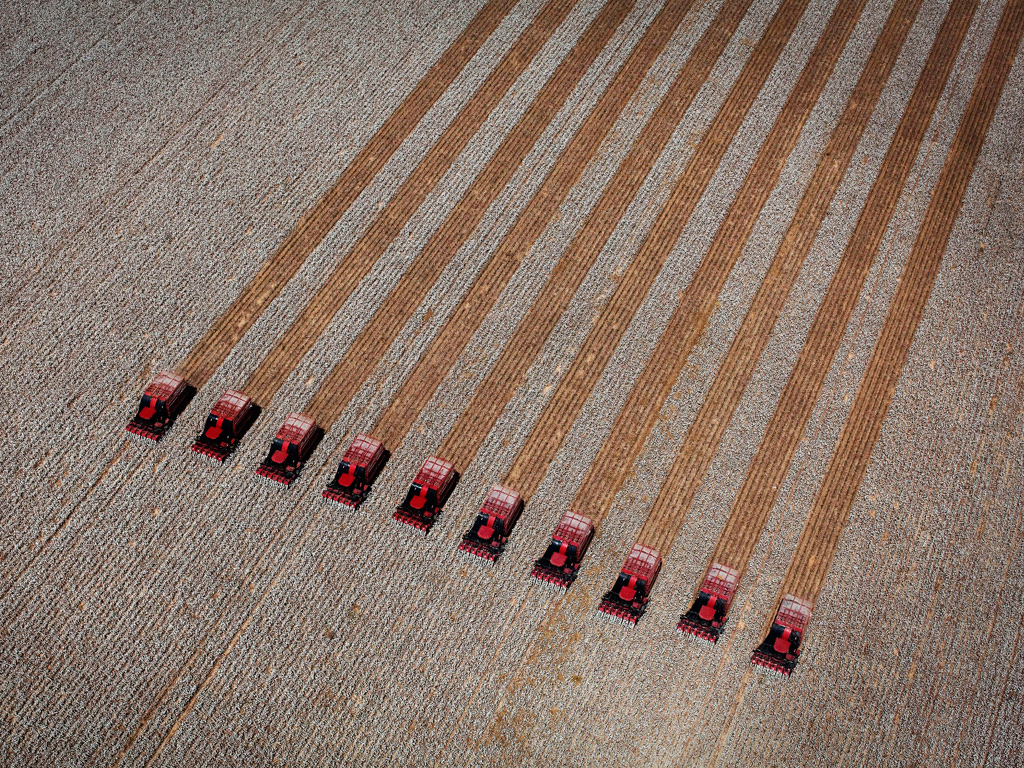 Bómullarinnar blóði drifna slóð