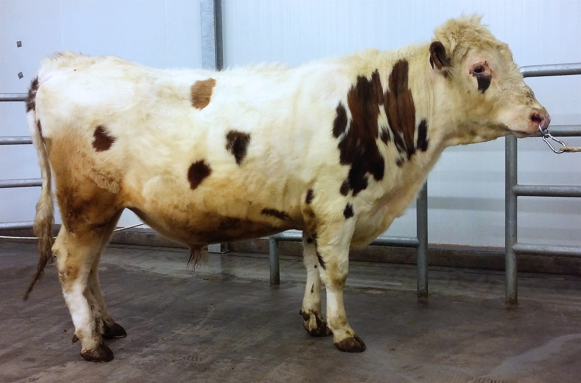 Naut til notkunar næstu vikurnar