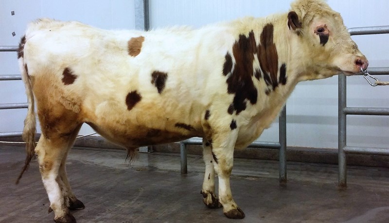 Naut til notkunar næstu vikurnar