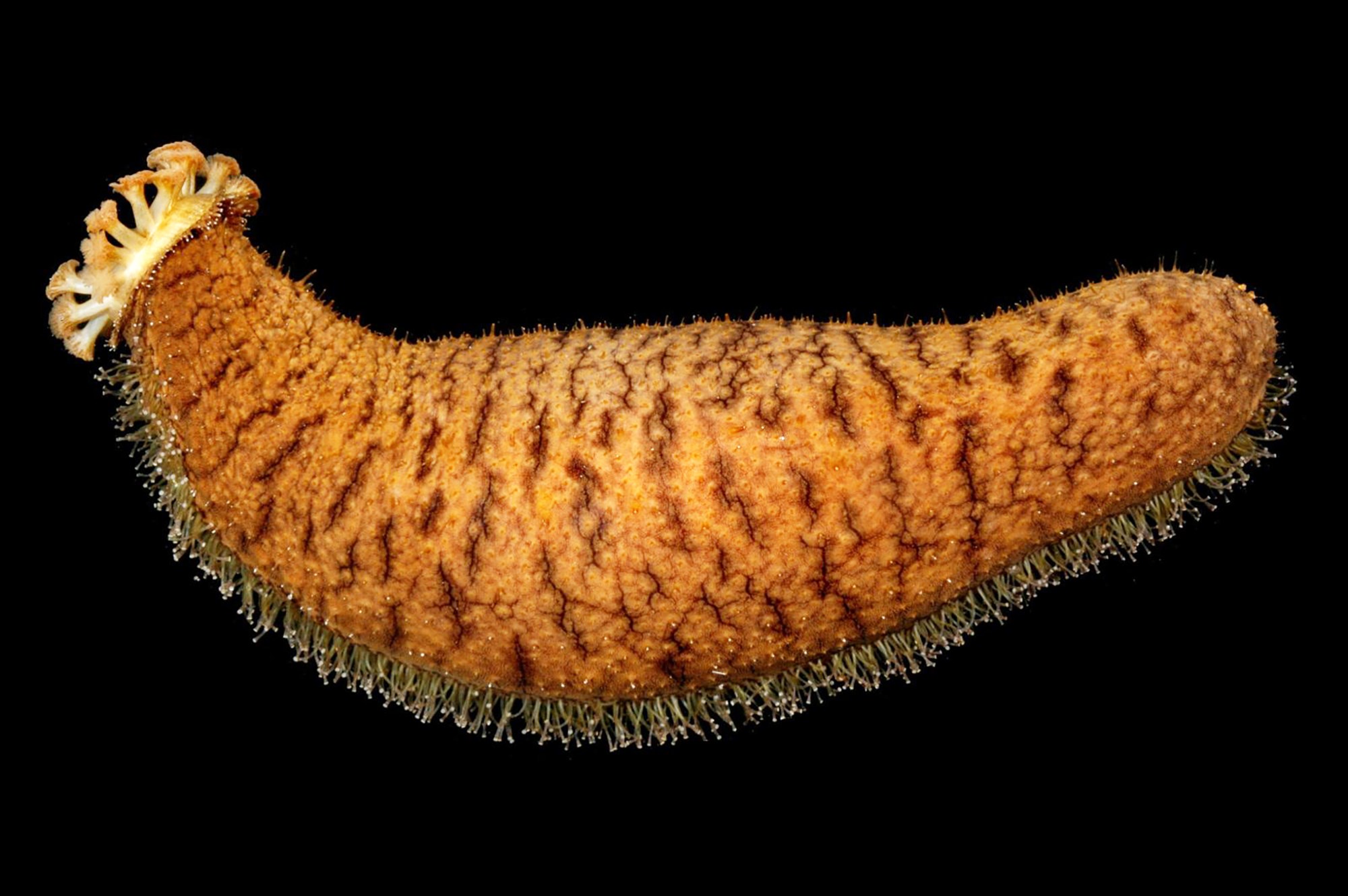 Sandkoli og hryggleysingjar