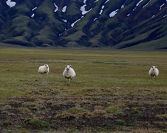 Landsbyggðin og jafnræði