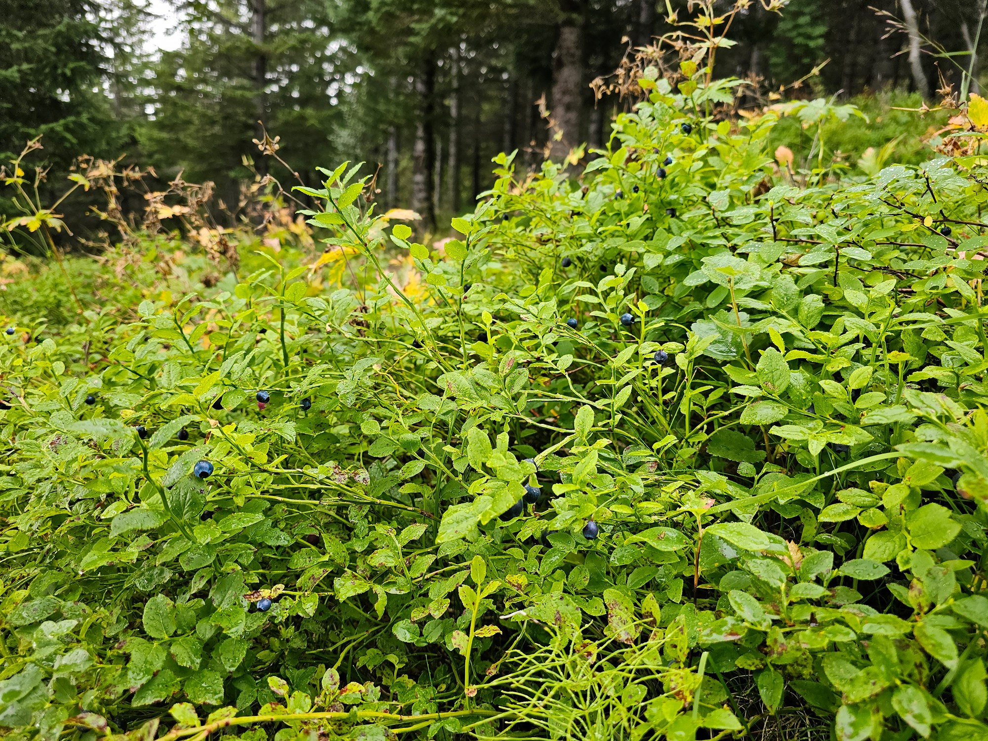 Vöktun á skógum Íslands