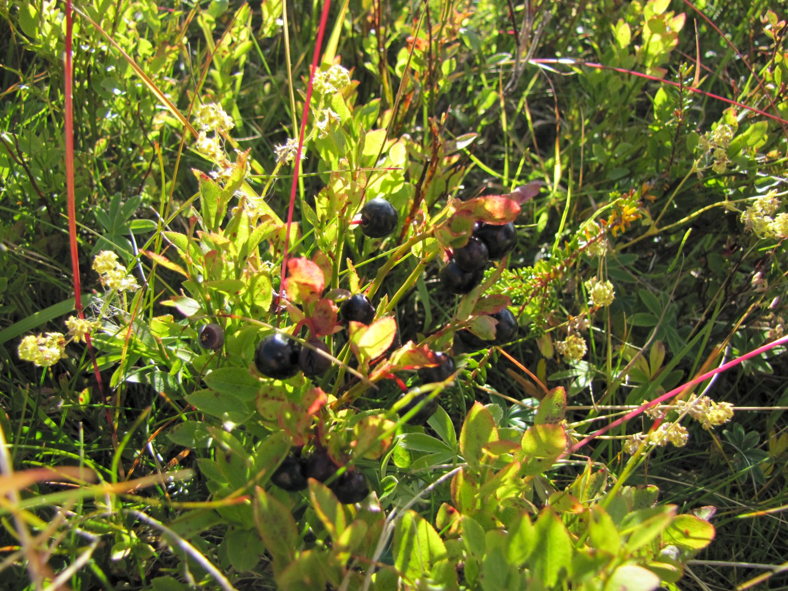 Góð berjaspretta á Norðurlandi