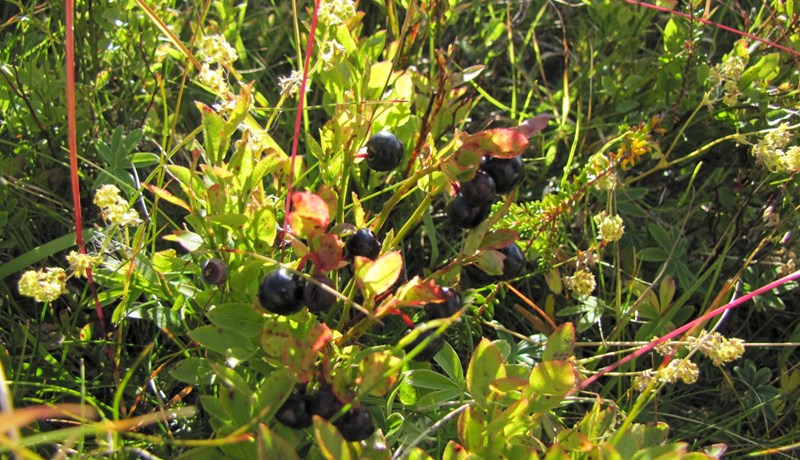 Góð berjaspretta á Norðurlandi