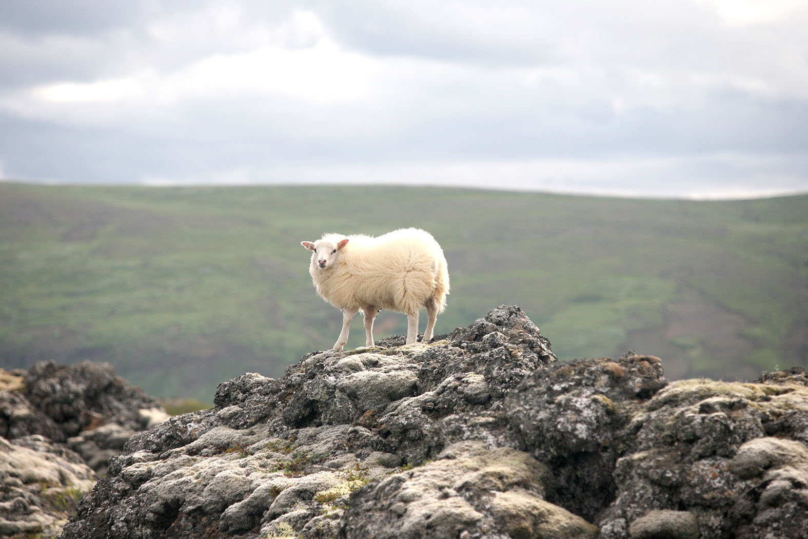 Bitamunur en ekki fjár