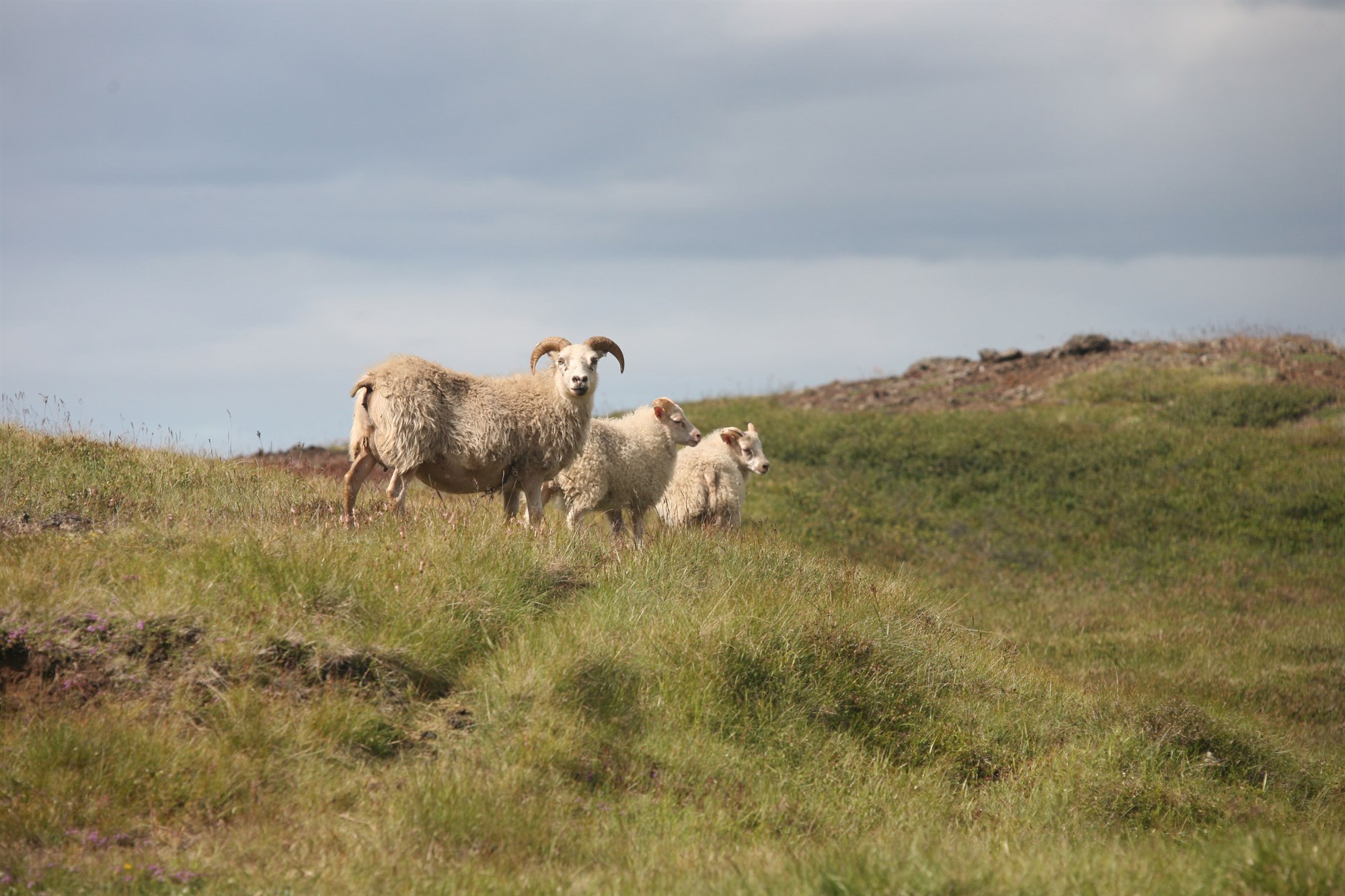 Sauðfjárbændum veittur sálrænn stuðningur og ráðgjöf vegna riðuveikitilfella