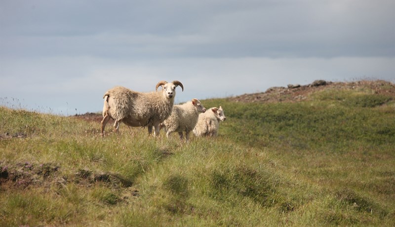 Sauðfjárbændum veittur sálrænn stuðningur og ráðgjöf vegna riðuveikitilfella