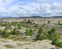 Sjálfsáin stafafura metin á Suður- og Vesturlandi