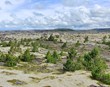 Sjálfsáin stafafura metin á Suður- og Vesturlandi