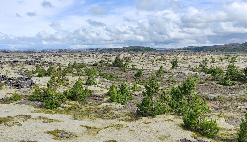 Sjálfsáin stafafura metin á Suður- og Vesturlandi