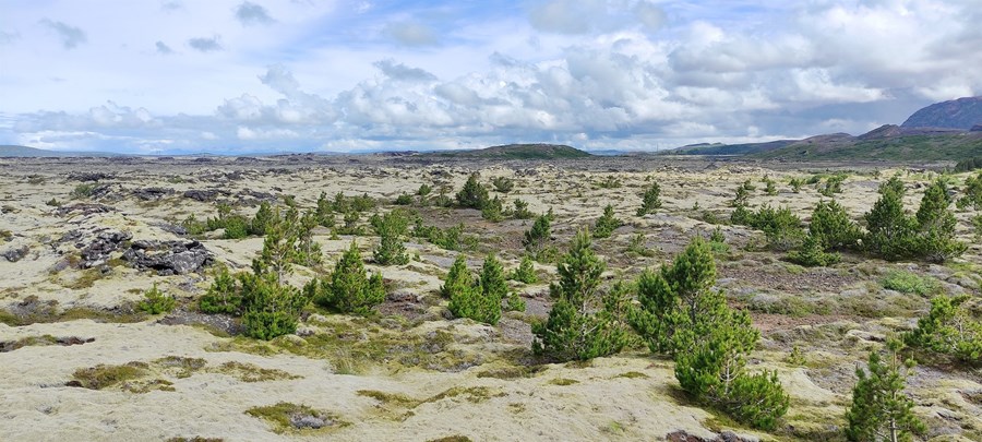 Sjálfsánar stafafurur á Óbrinnishólahrauni við Stóra- Skógarhvamm í Undirhlíðum í Hafnarfirði. 