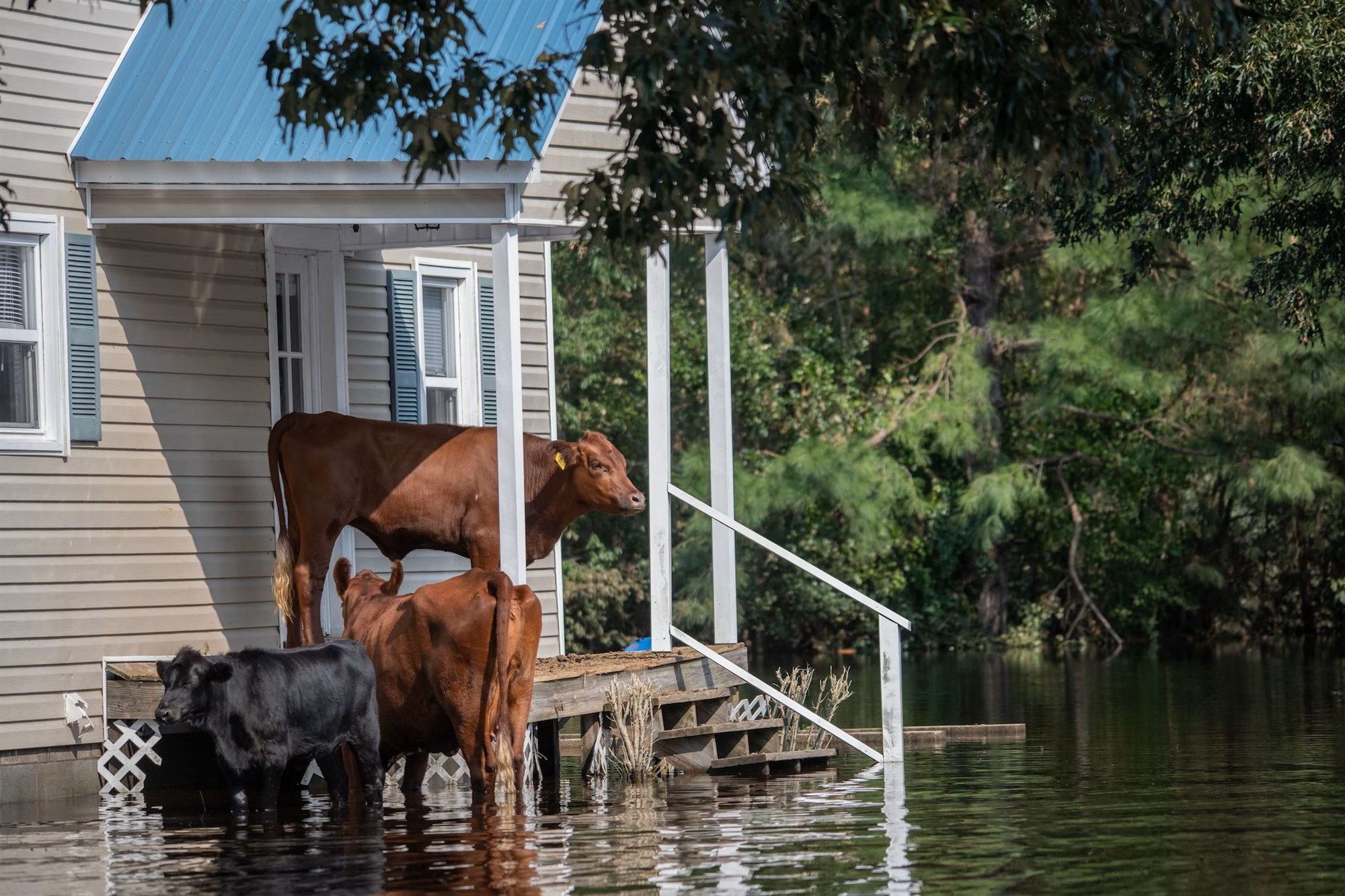 Hækkun sjávarmáls og fólksflutningar