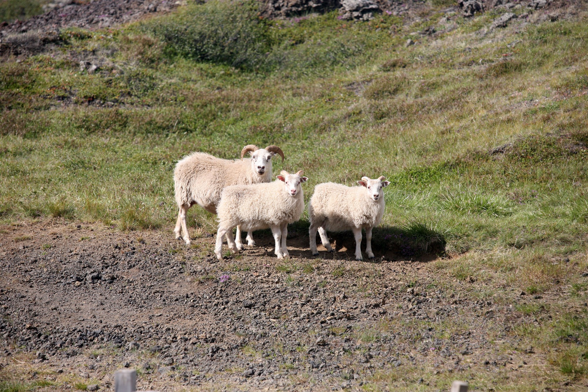 Ekki komið upp fleiri riðutilfelli í Tröllaskagahólfi 