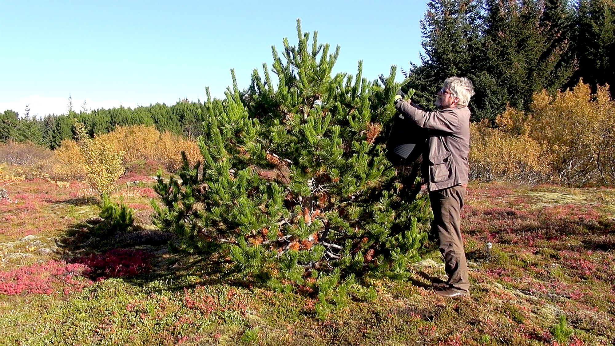 „Peningar sem vaxa á trjánum“