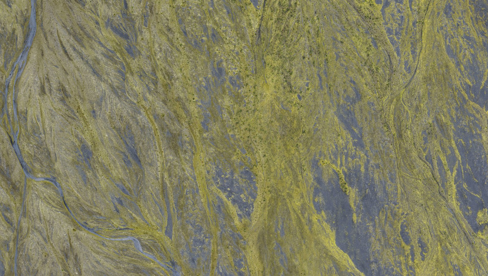 Landnám birkis á Skeiðarársandi