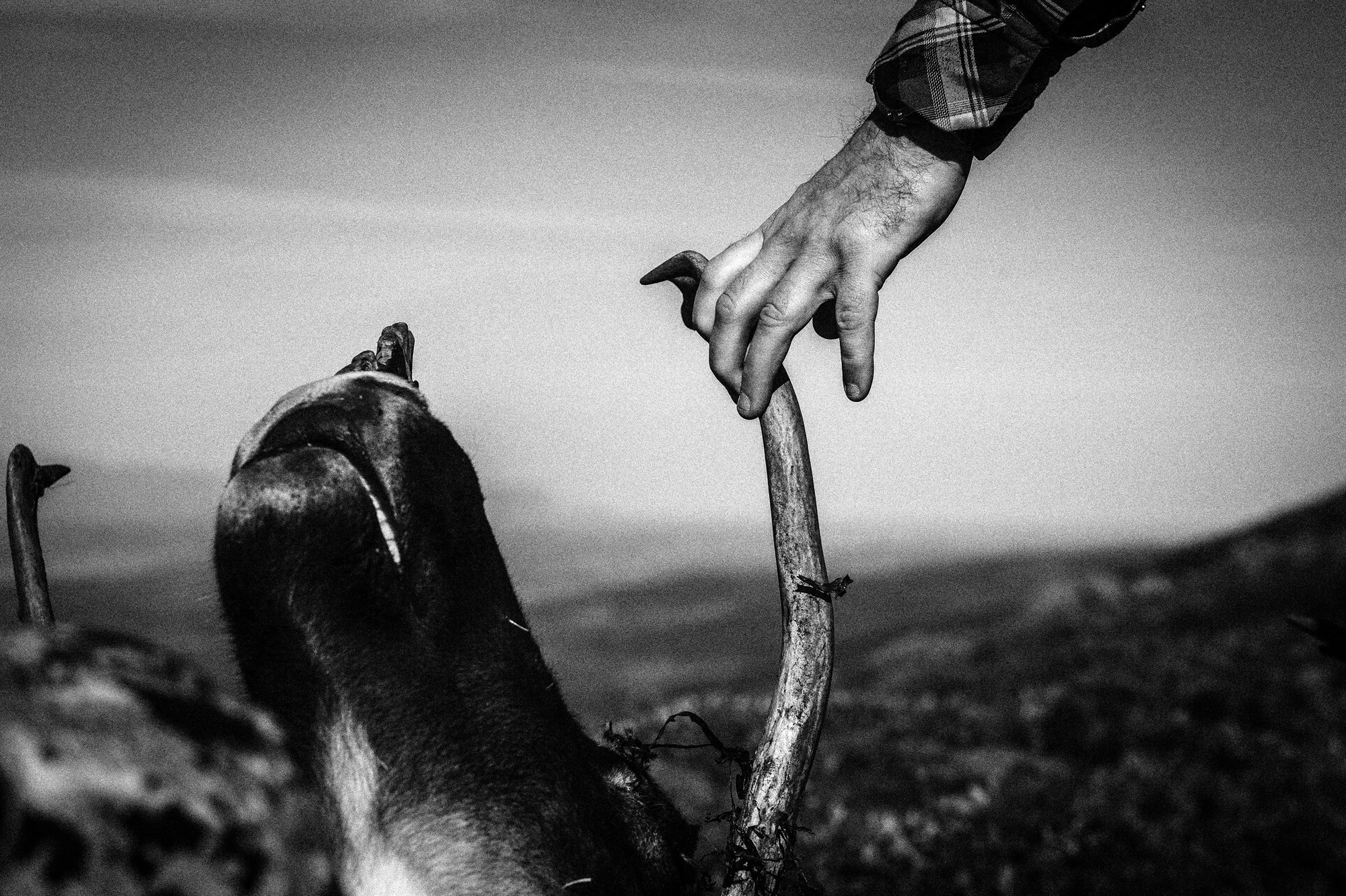 Vinnur með englanna urt