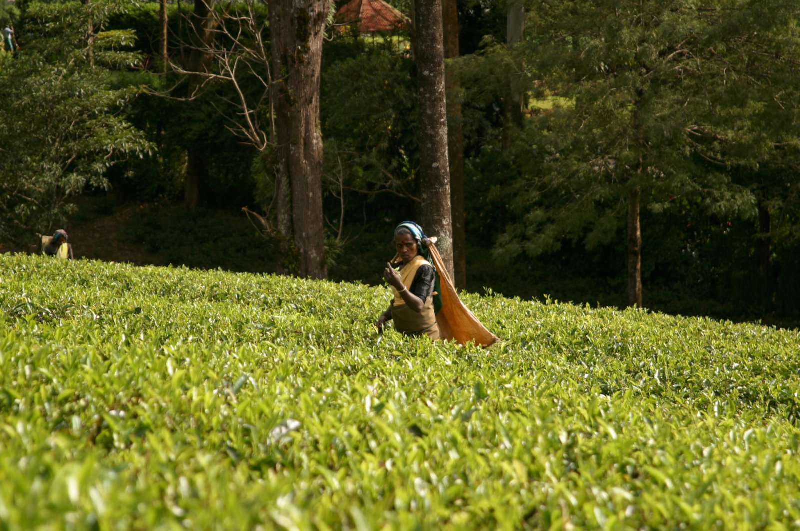 Te – milljón bollar á mínútu