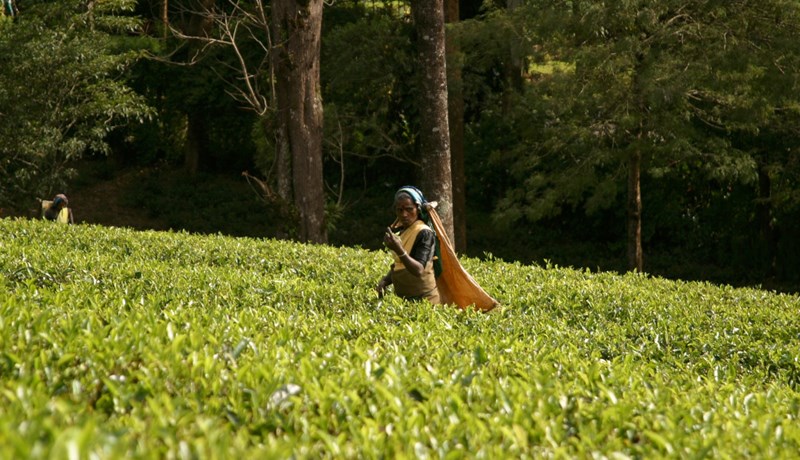 Te – milljón bollar á mínútu