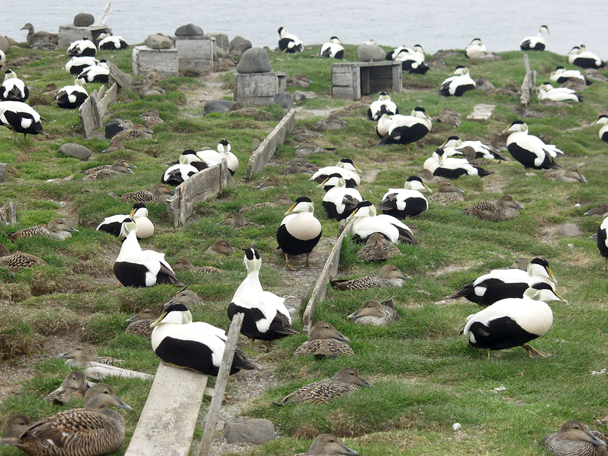 Verðmætasköpun eykst og mikil sala