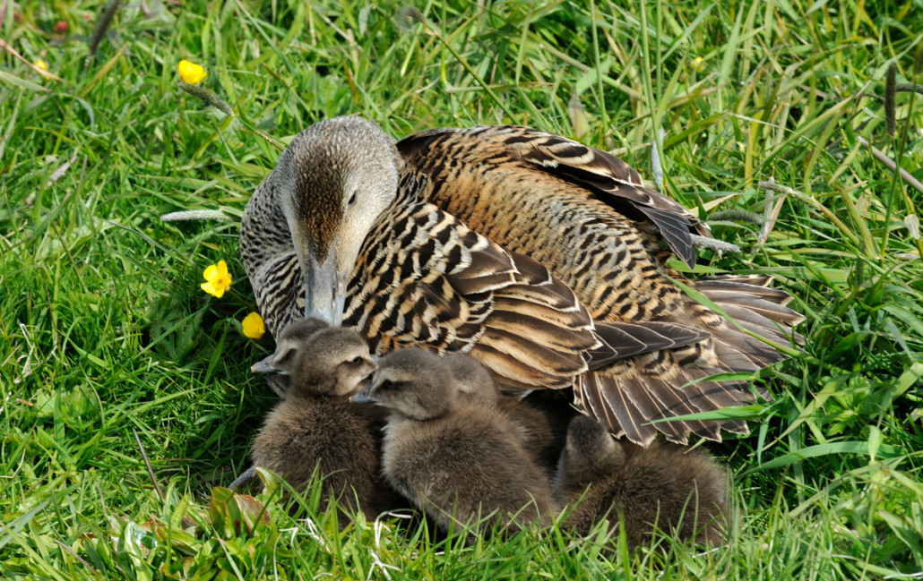 Æðarræktendur og alifuglabændur uggandi vegna fuglaflensunnar