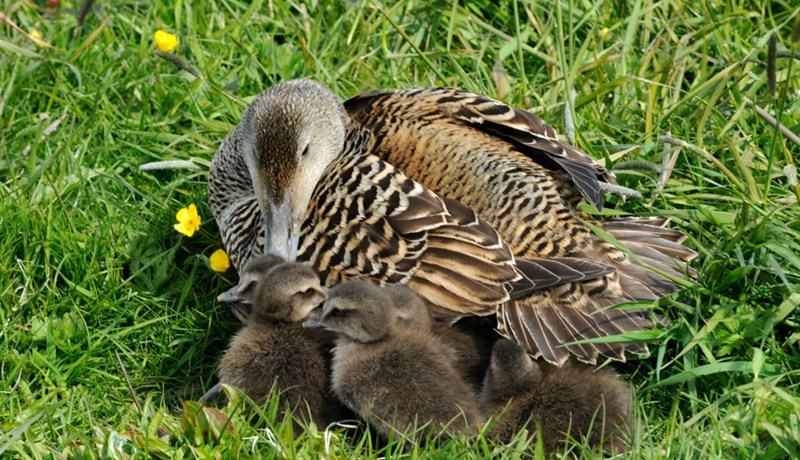 Æðarræktendur og alifuglabændur uggandi vegna fuglaflensunnar