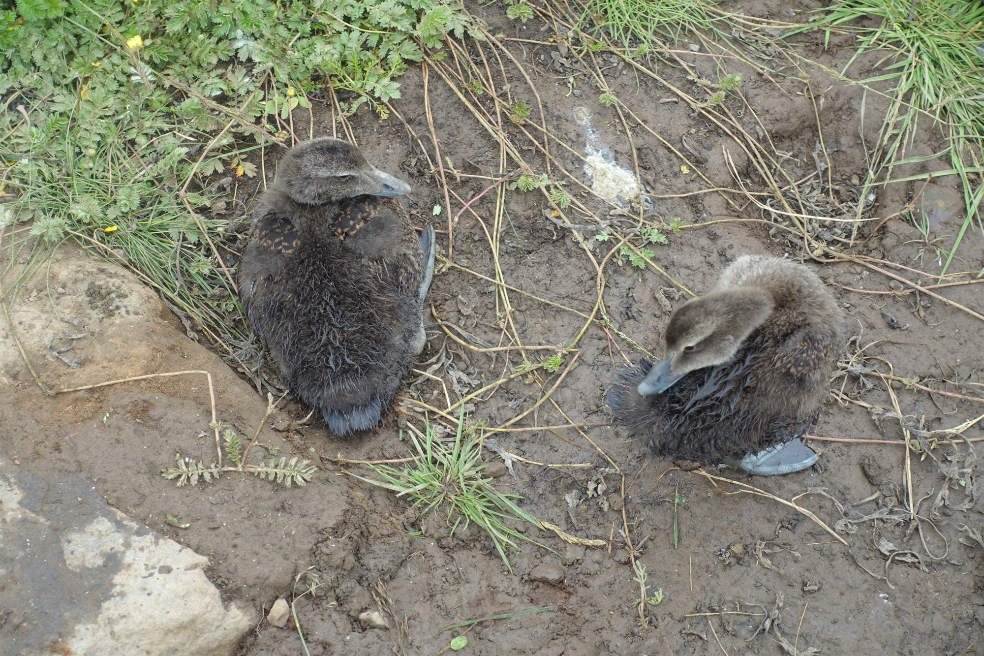 Ungaeldi á Keisbakka miðar að því að auka við æðarvar