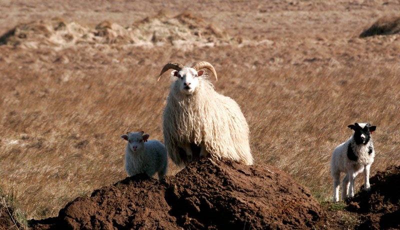 Óvenjulegi ærdauðinn: Ýmsar tilgátur en engar haldfastar niðurstöður