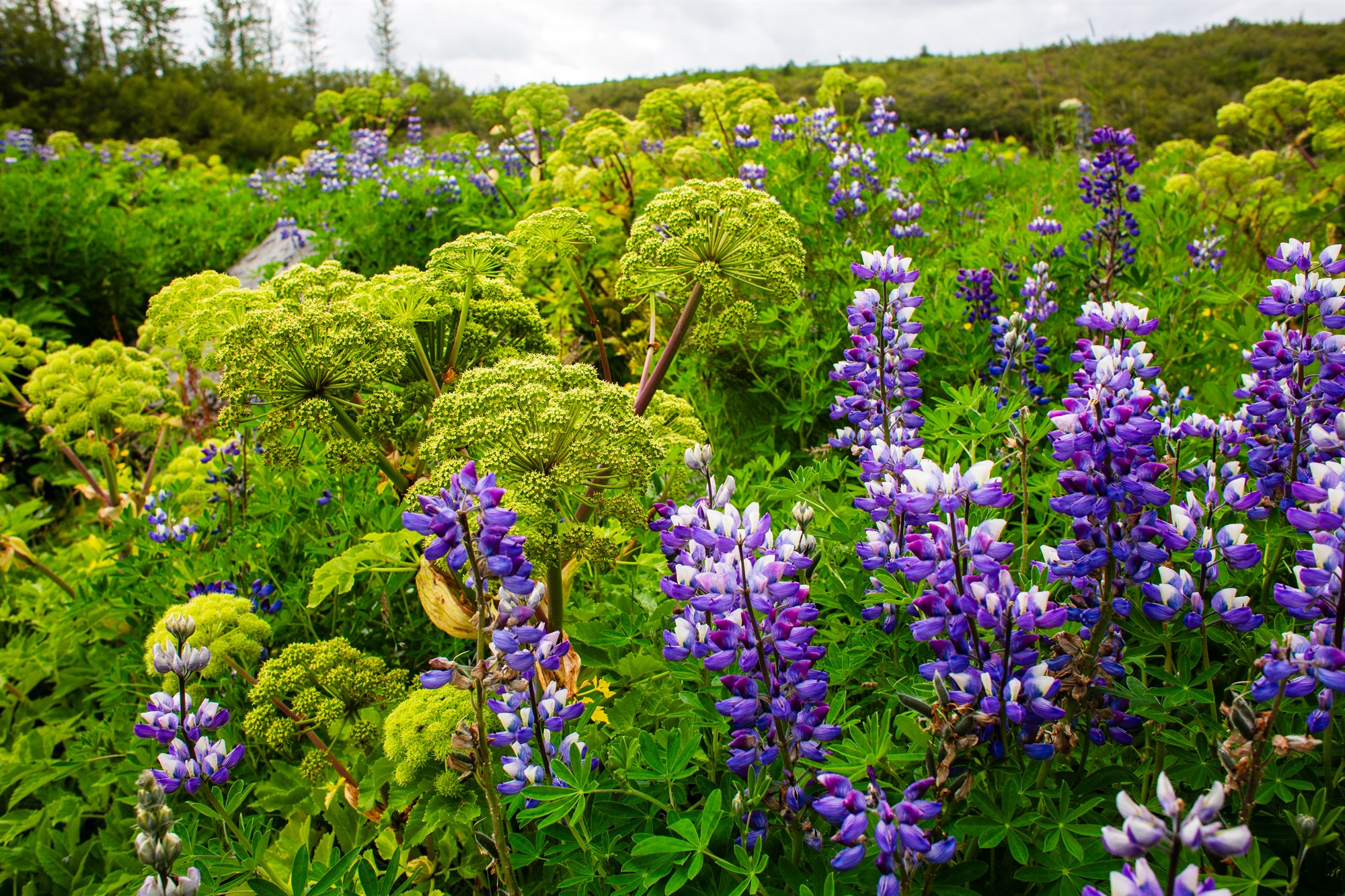 Ætihvönn og alaskalúpæina við bakka Sandár í Þjórsárdal