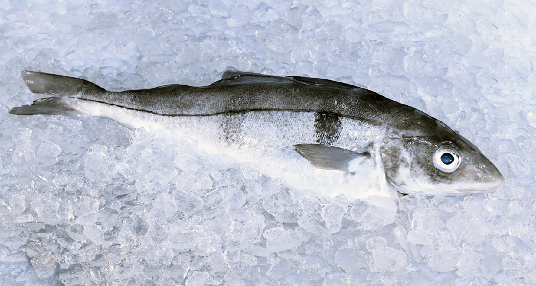 Ýsa var það, heillin