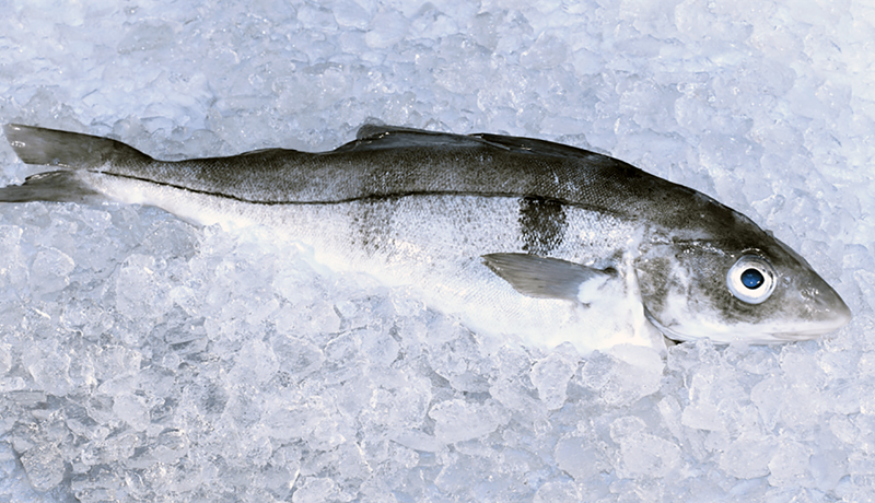 Ýsa var það, heillin