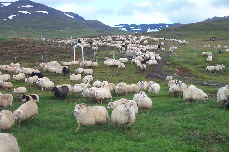Náttúra Íslands, auðlind í landbúnaði