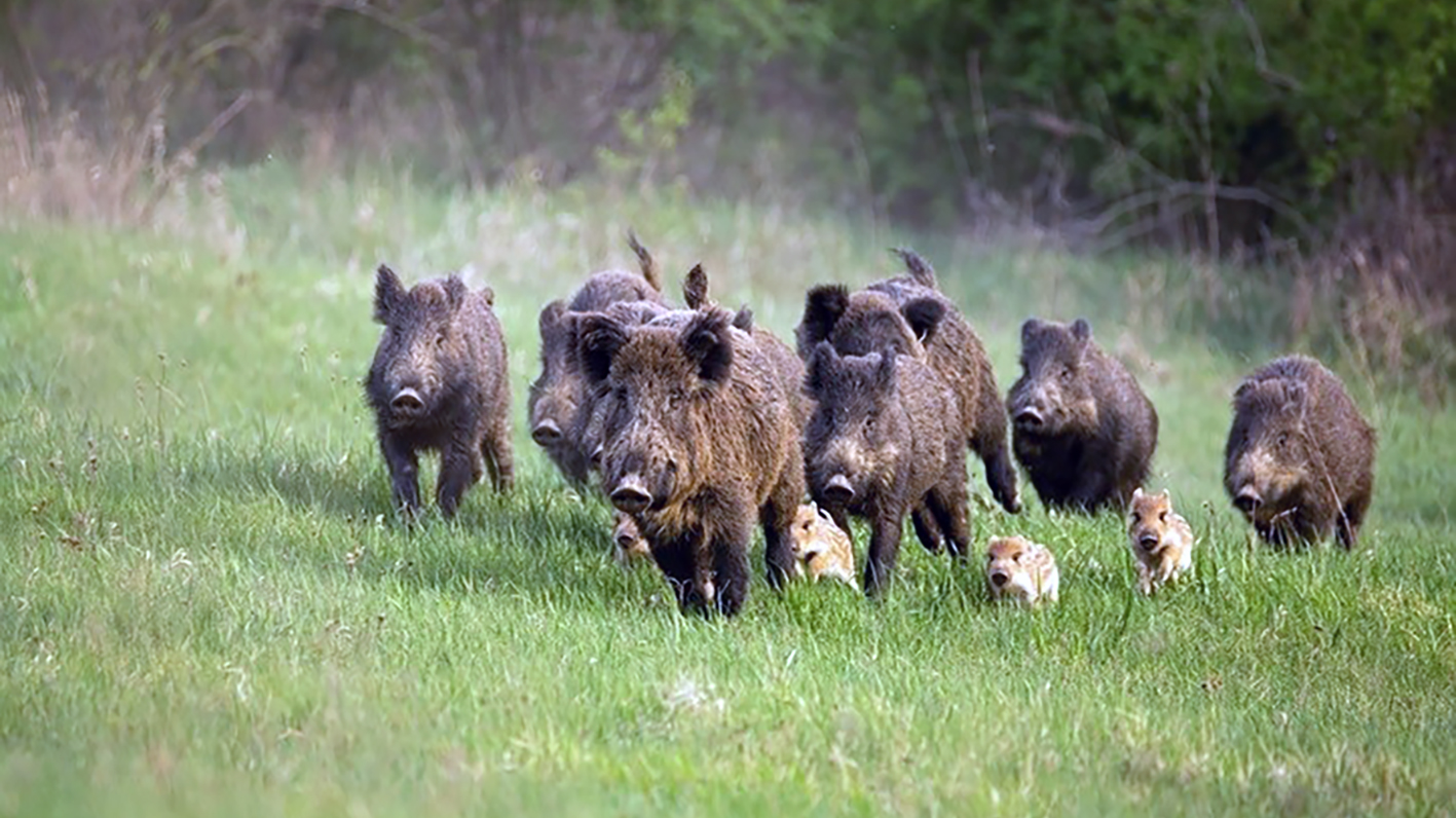 Afríska svínapestin breiðist enn út í Þýskalandi