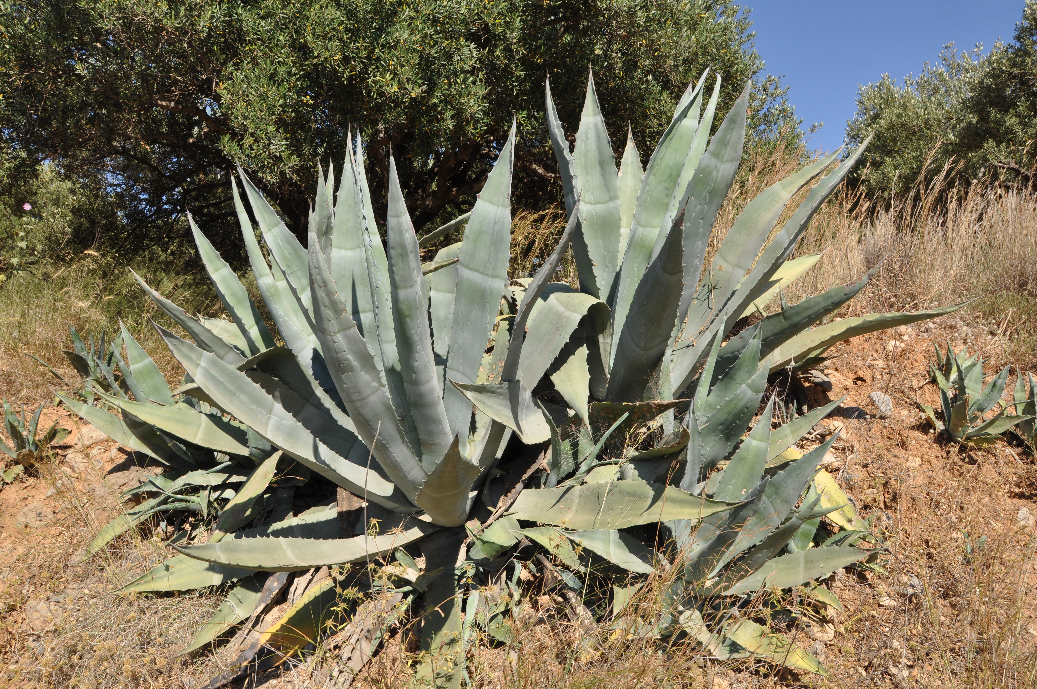 Agave er drottning eyðimerkurinnar