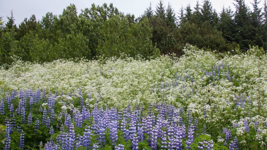 Um þetta leyti, eða kannski frá um tuttugasta júní er best að sjá kerfilinn með sín hvítu blóm.