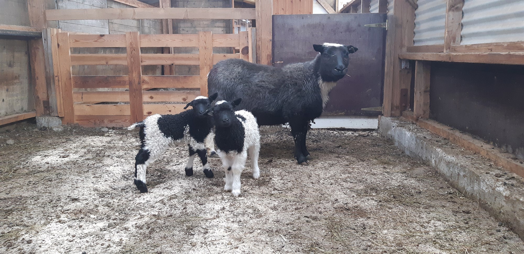 Það styttist í sauðburðinn