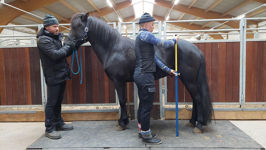 Guðrún Hildur Gunnarsdóttir við mælingar á kynbótasýningu á Hólum í Hjaltadal. Bjarni Jónasson heldur í hestinn.