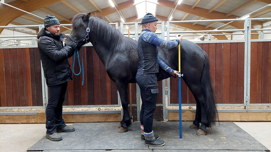 Guðrún Hildur Gunnarsdóttir, starfsmaður RML, við mælingar á sýningu á Hólum í Hjaltadal sumarið 2023. Bjarni Jónasson heldur í hestinn.