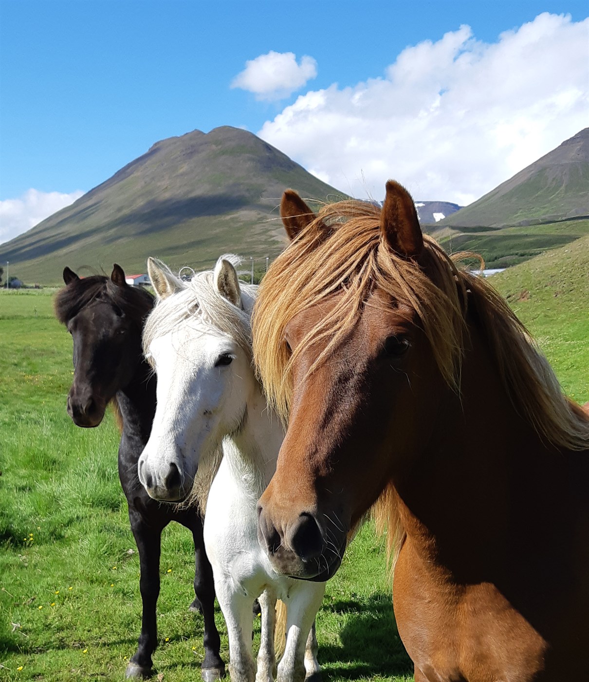 Grunnskráningar folalda – gjaldtaka frá árinu 2022
