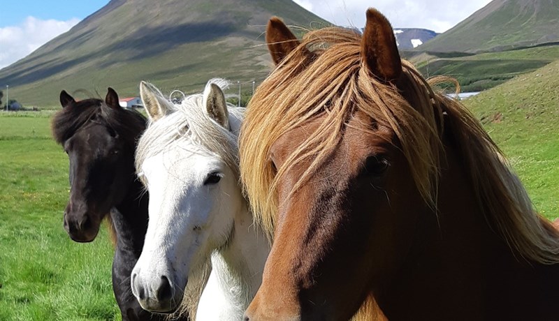 Grunnskráningar folalda – gjaldtaka frá árinu 2022