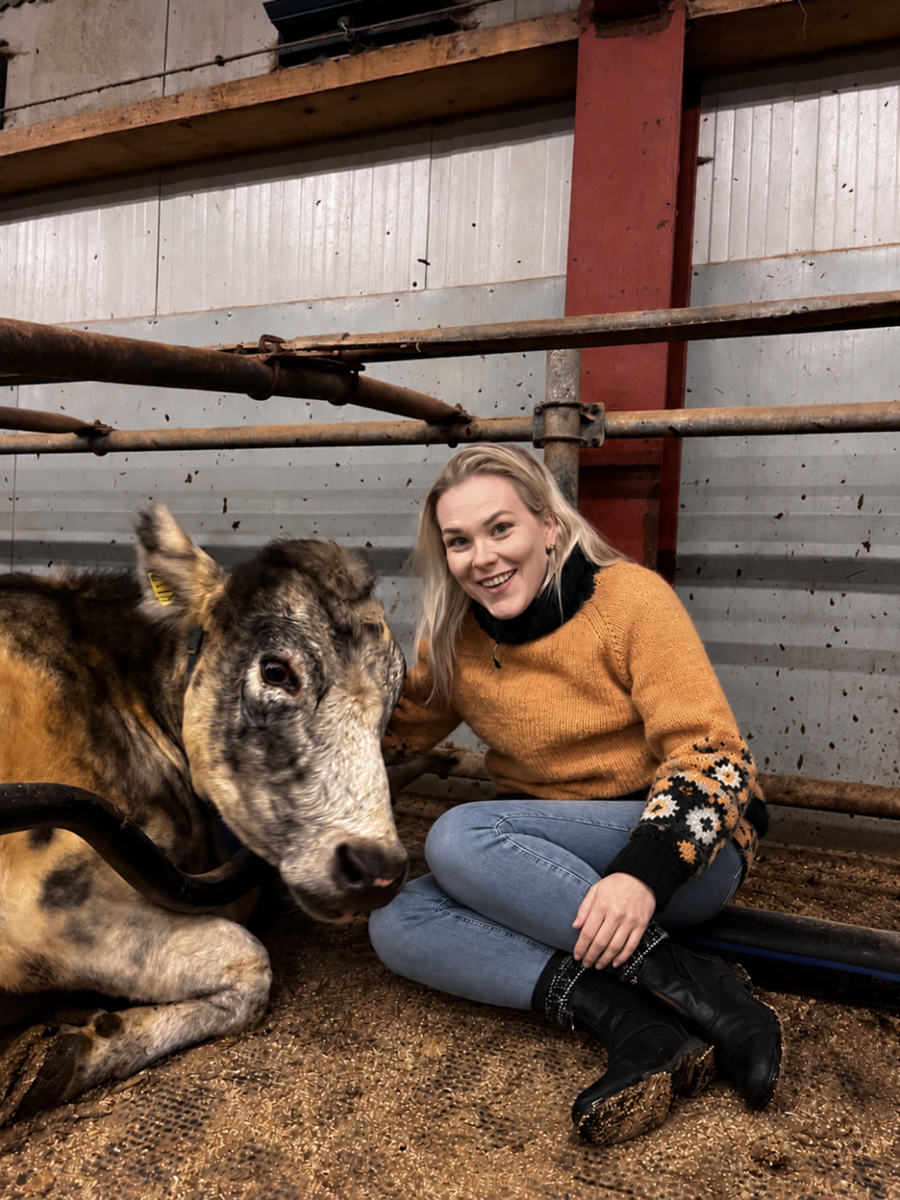 Staðsetur liti í erfðamengi kúa