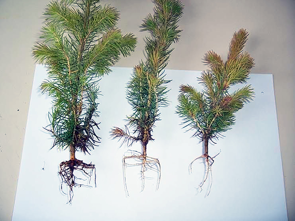 Líf og dauði skógarplantna