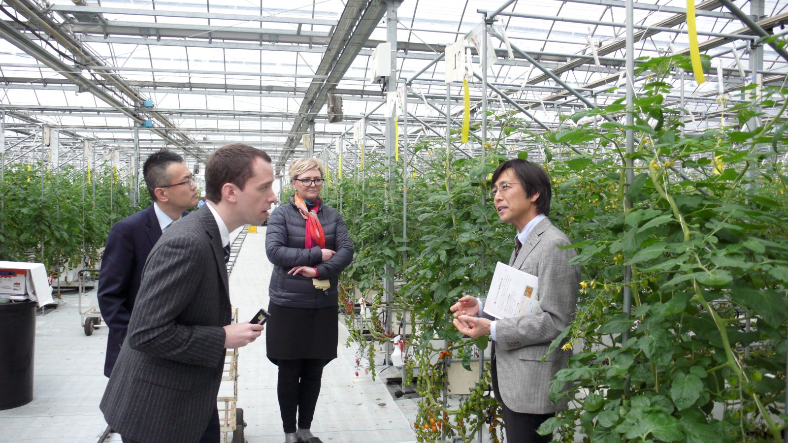 Í Tómatalandi ZEN-NOH