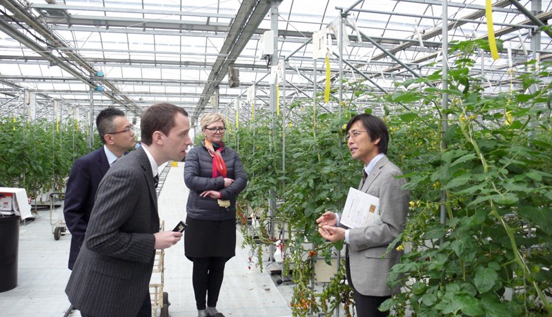 Í Tómatalandi ZEN-NOH