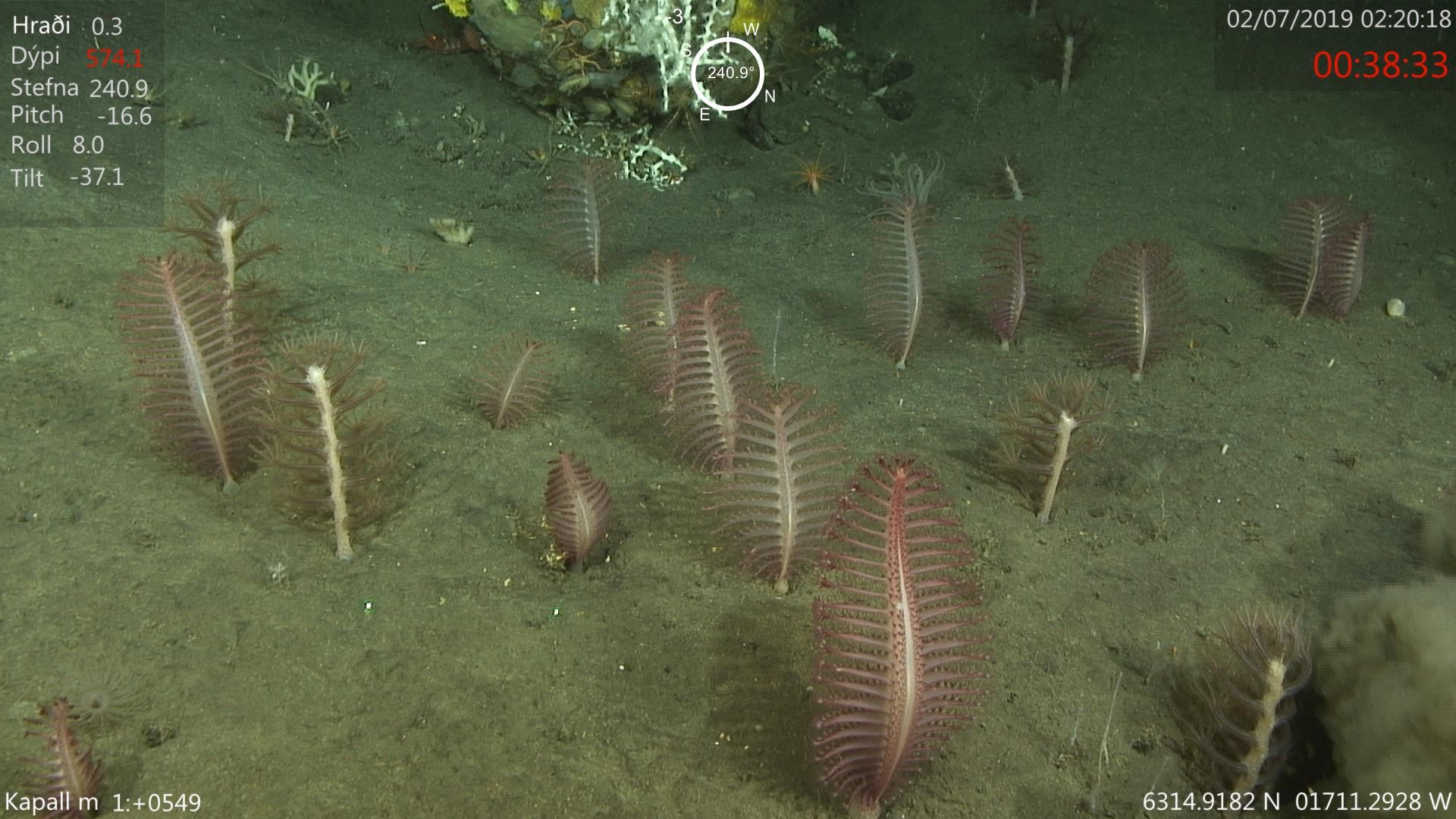 Furðudýr, fjólufætlur, bakteríur og kóralar