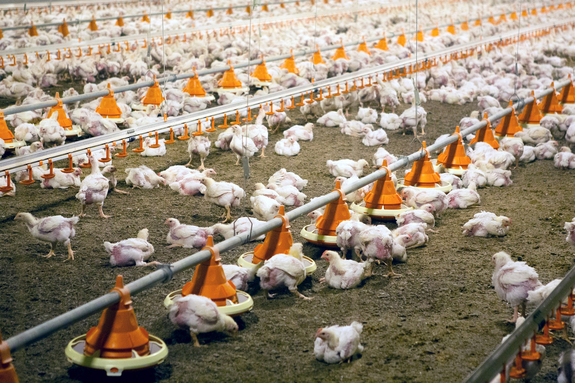 Kjúklingar aftur í Grindavík