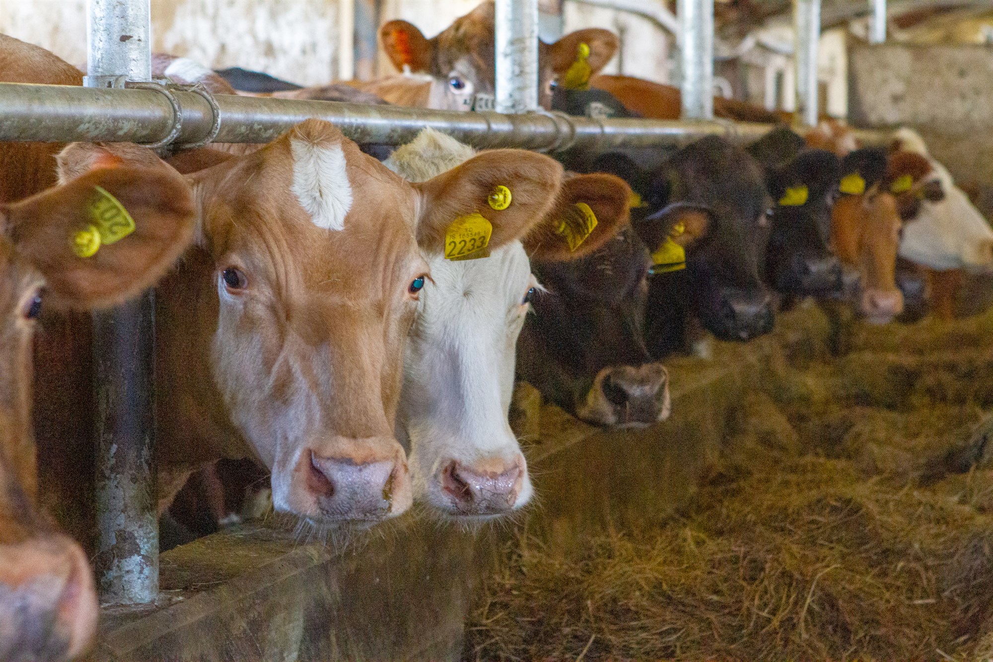 Kúakaup fyrir dómi