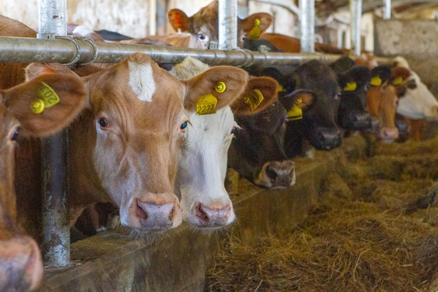 Bændur deildu um efni samnings við kaup á mjólkurkúm. Mynd tengist efni ekki beint.
